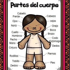 Partes del cuerpo