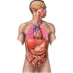 Cuerpo Humano
