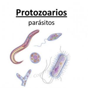 Protistas