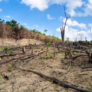 DEFORESTACIÓN 