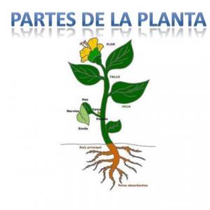 Imagen de portada del videojuego educativo: PARTES DE LA PLANTA, de la temática Ciencias