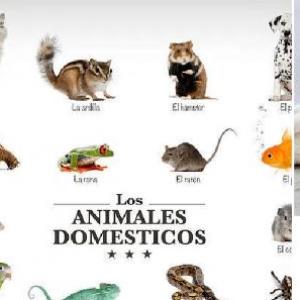 Imagen de portada del videojuego educativo: ANIMALES DOMESTICOS, de la temática Ciencias