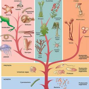 Evolución