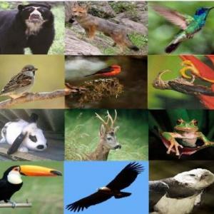 ANIMALES VERTEBRADOS