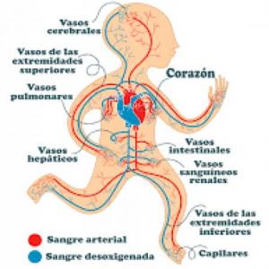 Sistema Circulatorio