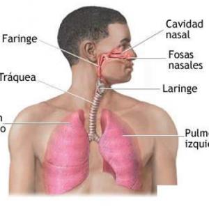 El sistema respiratorio 