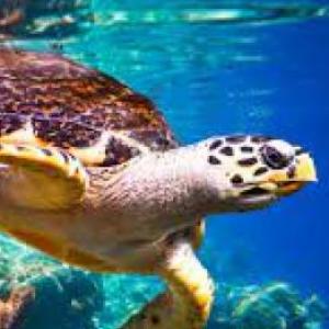 Patrones y tipos de biodiversidad