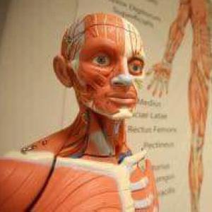 Anatomía