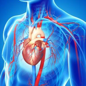 ¿Cuánto sabes de la arteria aorta?