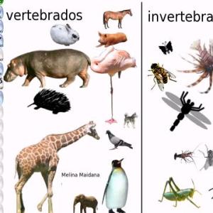 Animalandia
