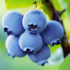 Aprendo a leer con las frutas
