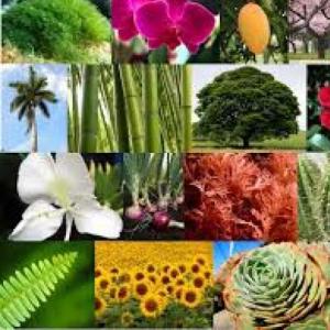 Plantas