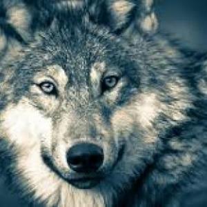 Portada del juego animales – Artes