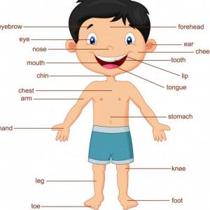Partes del cuerpo