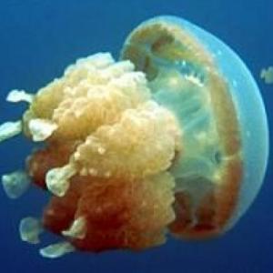Animalia Invertebrados - Celenterados