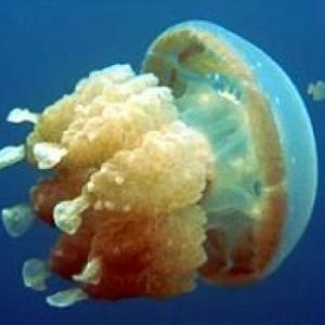Animalia Invertebrados Celenterados