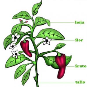 Partes de una planta