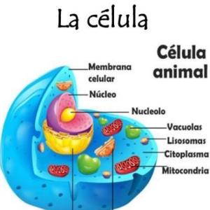 Juego interactivo