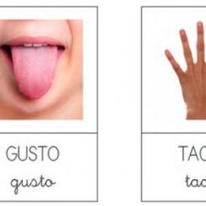 Trivial sobre los sentidos del tacto, el olfato y el gusto
