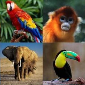Animales