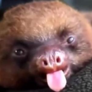 Animales Domesticos