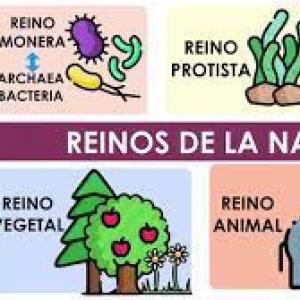 Imagen de portada del videojuego educativo: Reinos de la naturaleza 4º Primaria, de la temática Ciencias