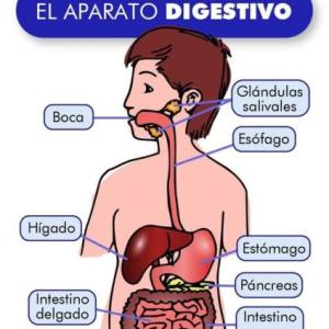 APARATO DIGESTIVO