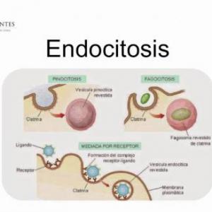 TRANSPORTE ACTIVO: ENDOCITOSIS.