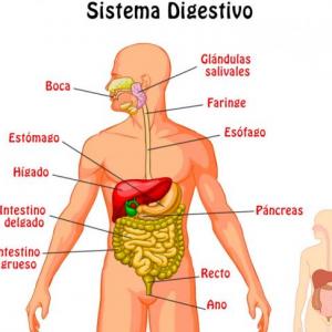 Qué pasa con la comida dentro de mi cuerpo