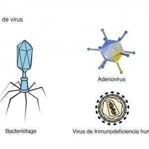 Virus