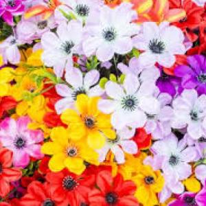MEMOTEST DE FLORES