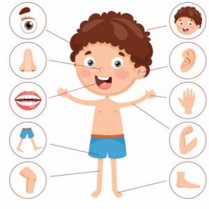 Memotest cuerpo humano