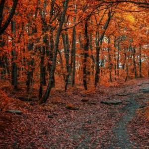 Autumn memory