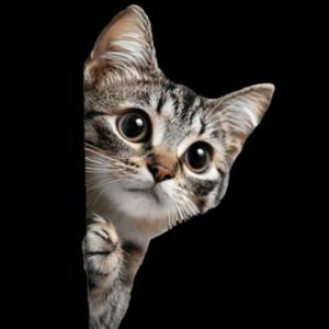 Portada del juego Gatos – Cultura general