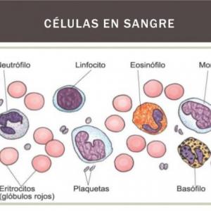 LA SANGRE FUNCIONES Y COMPONENTES