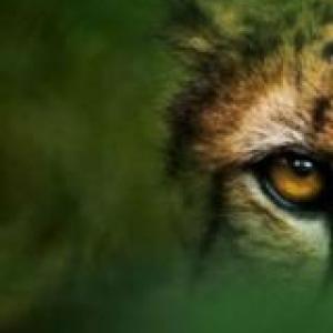 Animales Salvajes