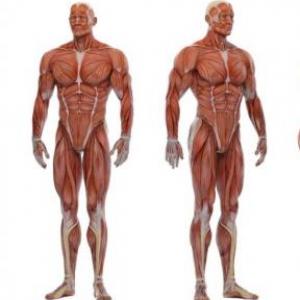 Cuerpo Humano