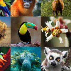 Animales
