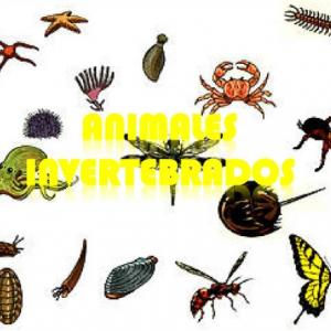 Animales Invertebrados