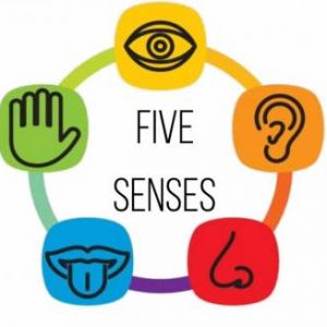 The 5 senses