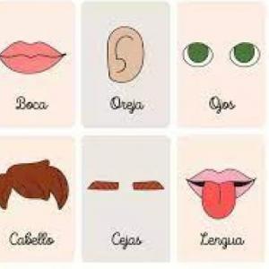 PARTES DE LA CARA 