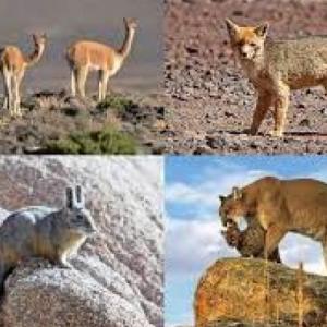 Animales de la cordillera de los Andes