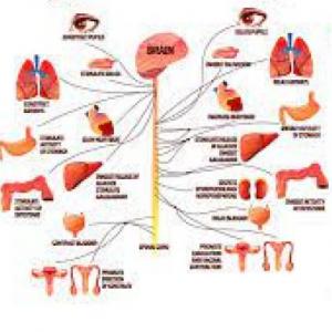 Divisiones del SN y neuronas