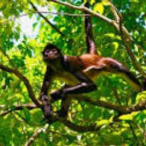 Historeta de la Selva