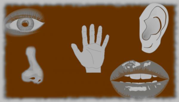 Imagen de portada del videojuego educativo: Explorando los cinco sentidos del ser humano y cómo funcionan., de la temática Ciencias
