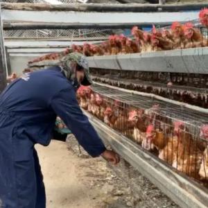 Medicina en la Producción Aviar