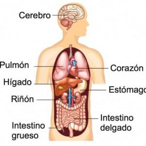 El cuerpo humano.