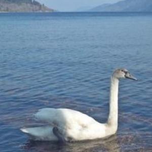 Nessie's Escape Room