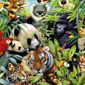 Nos vamos a la selva