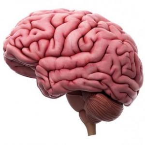 cerebro humano